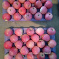 Good Quality of Fresh Qinguan Apple